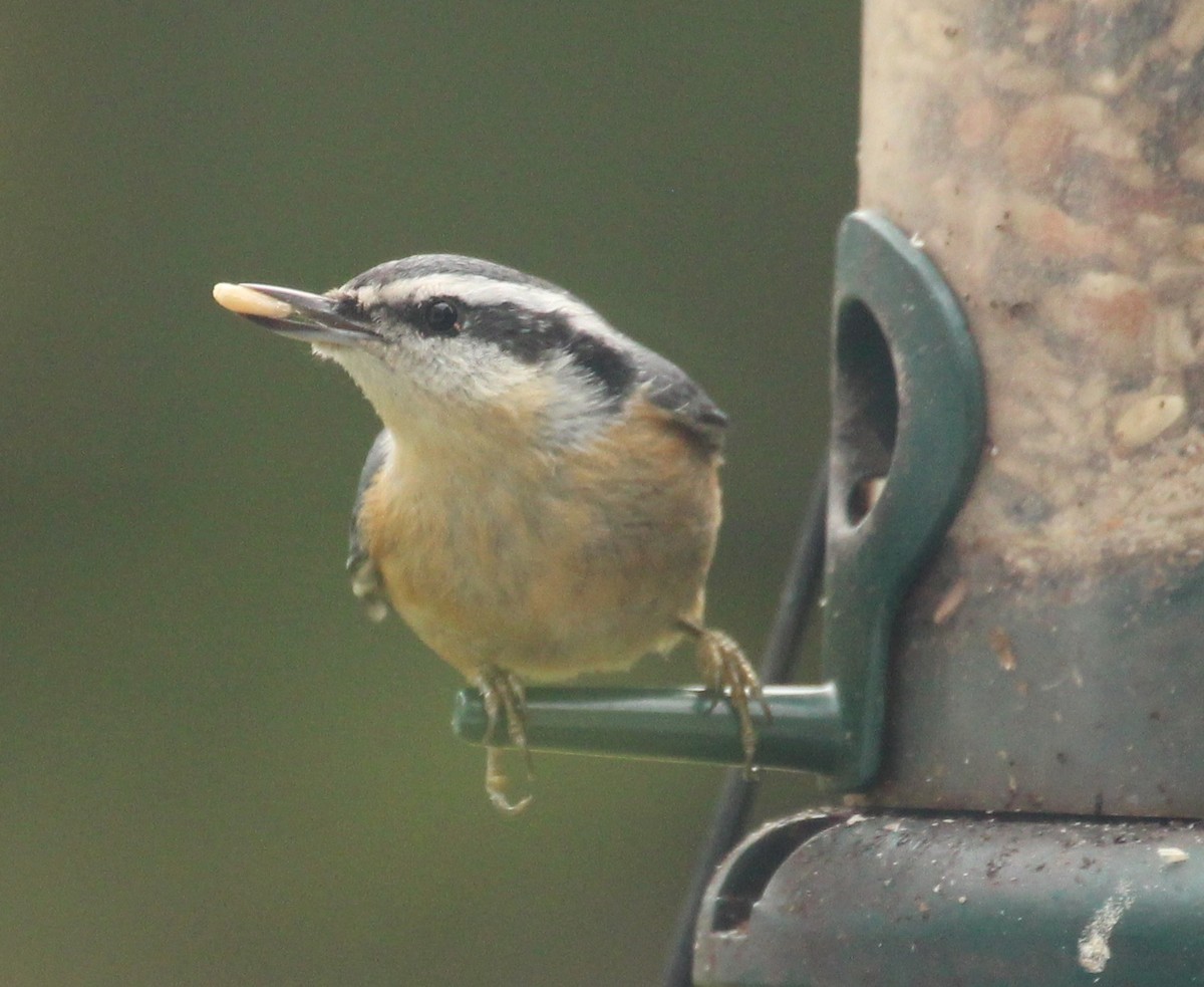 Red-breasted Nuthatch - ML120632781