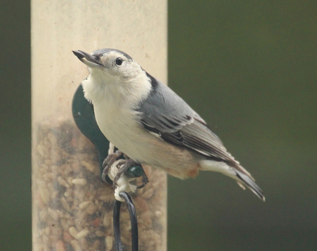 White-breasted Nuthatch - ML120632931