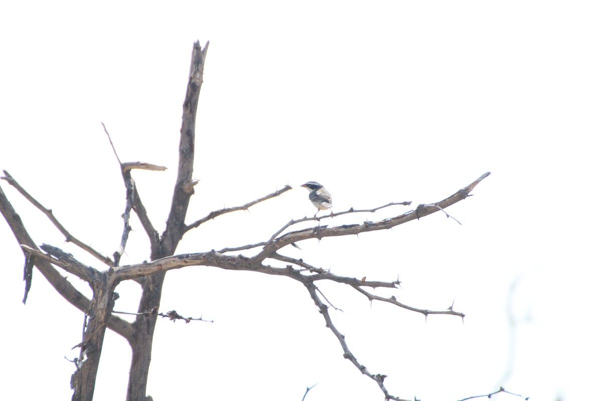 Collared Warbling Finch - ML120633781