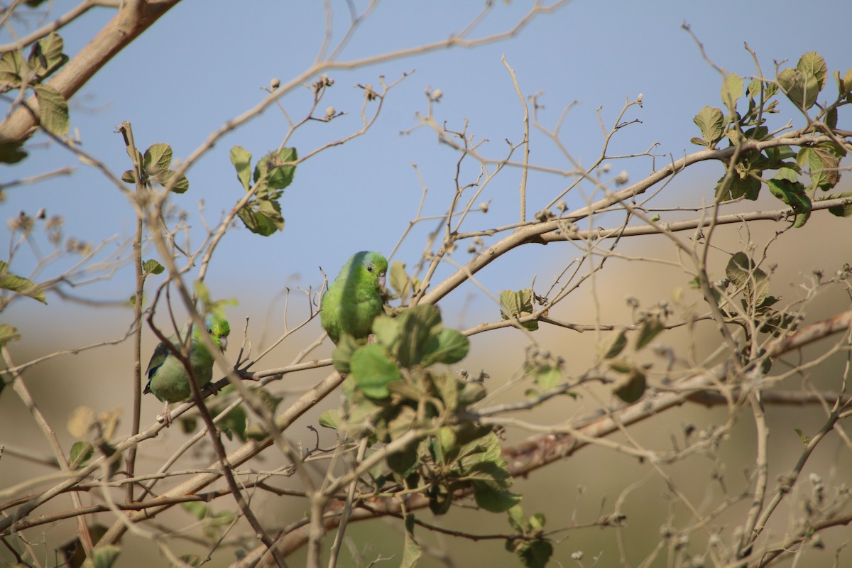 Pacific Parrotlet - ML120634101