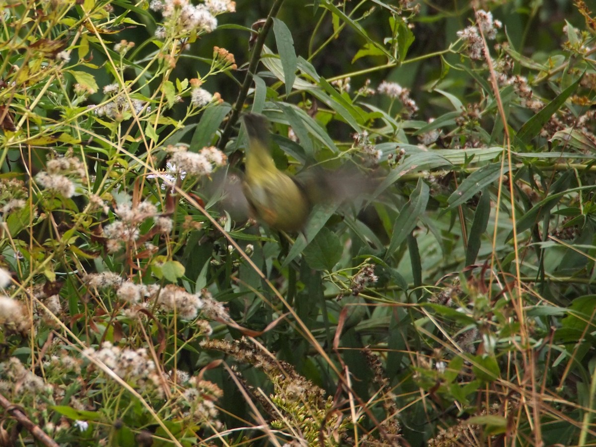 Orange-crowned Warbler - Eric Kubilus