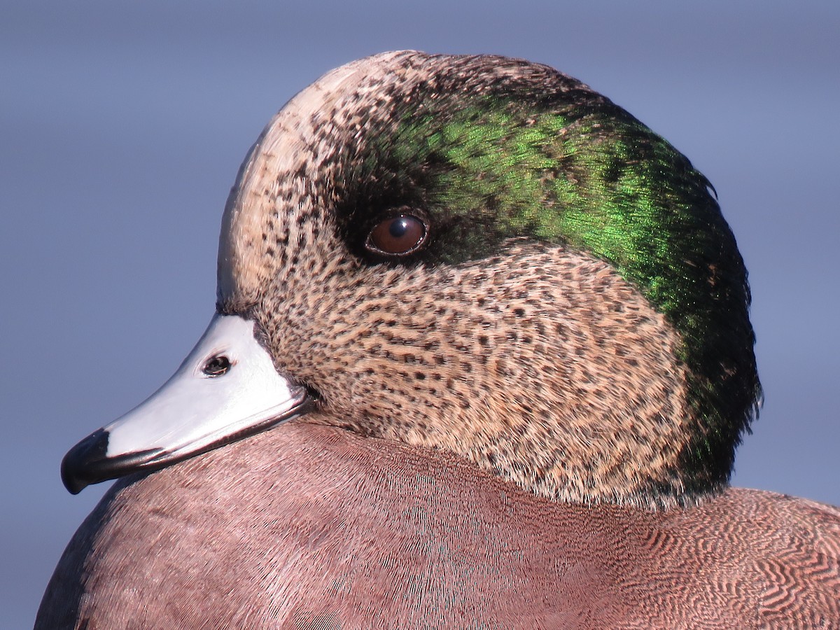 American Wigeon - ML120640691