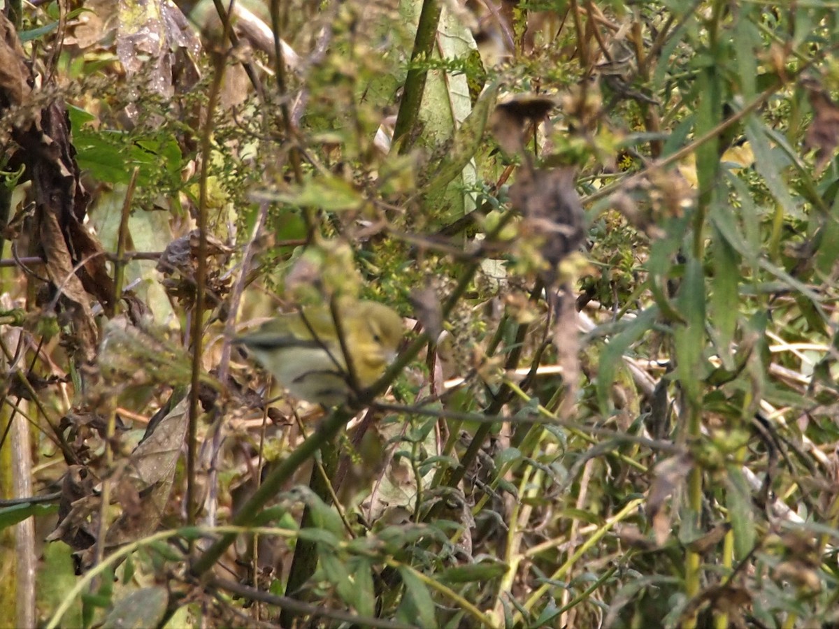 Tennessee Warbler - Eric Kubilus