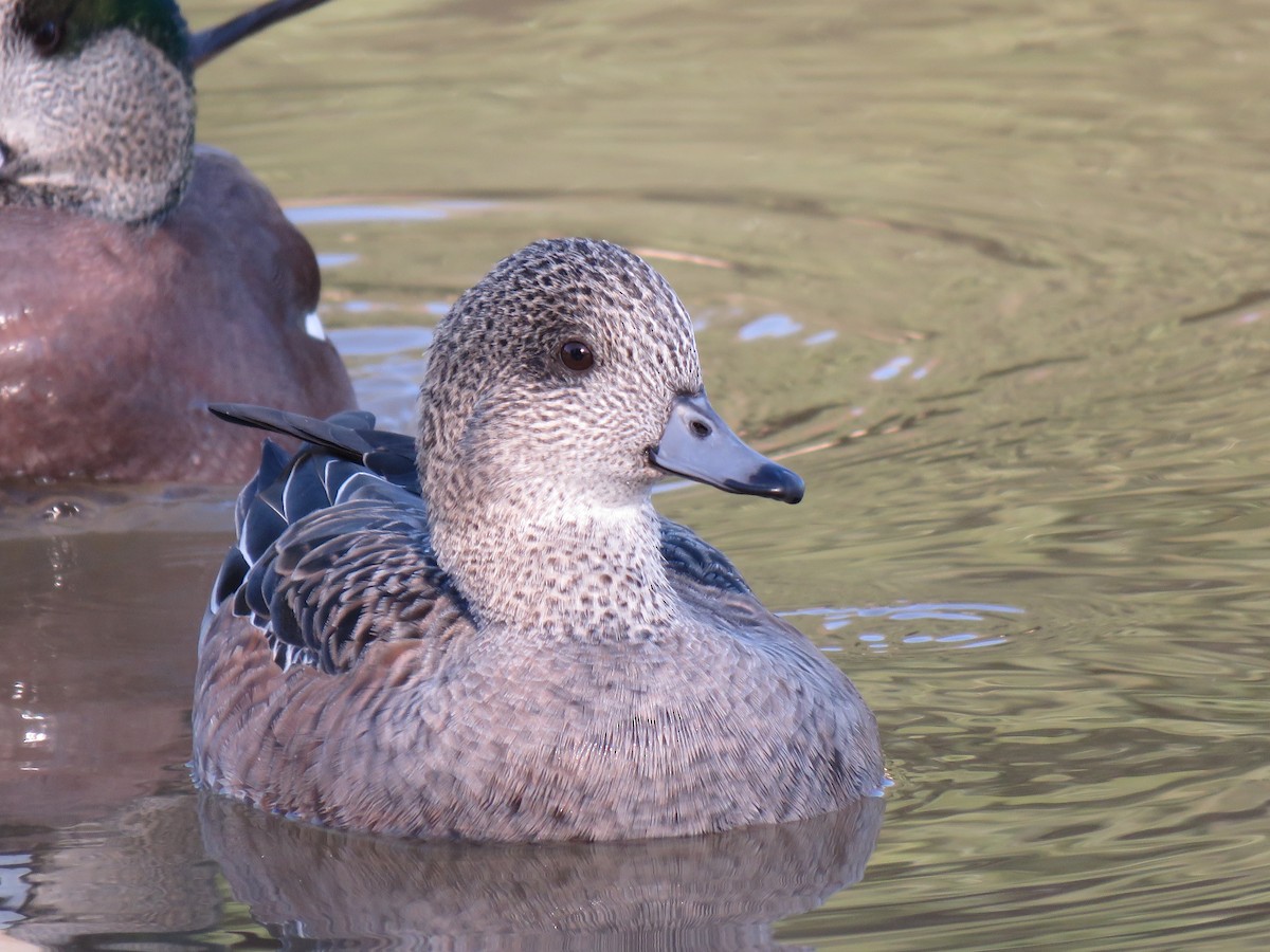 American Wigeon - ML120641181