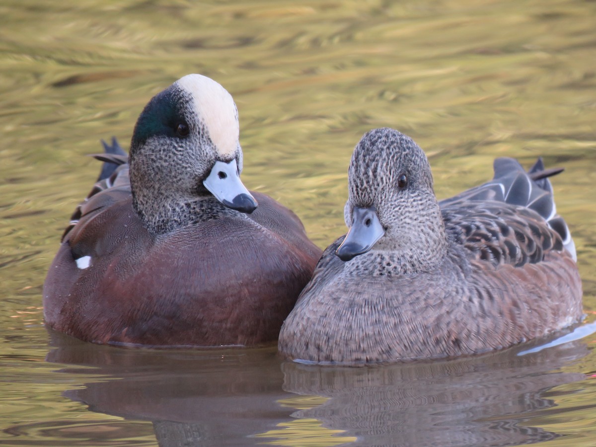 American Wigeon - ML120641221