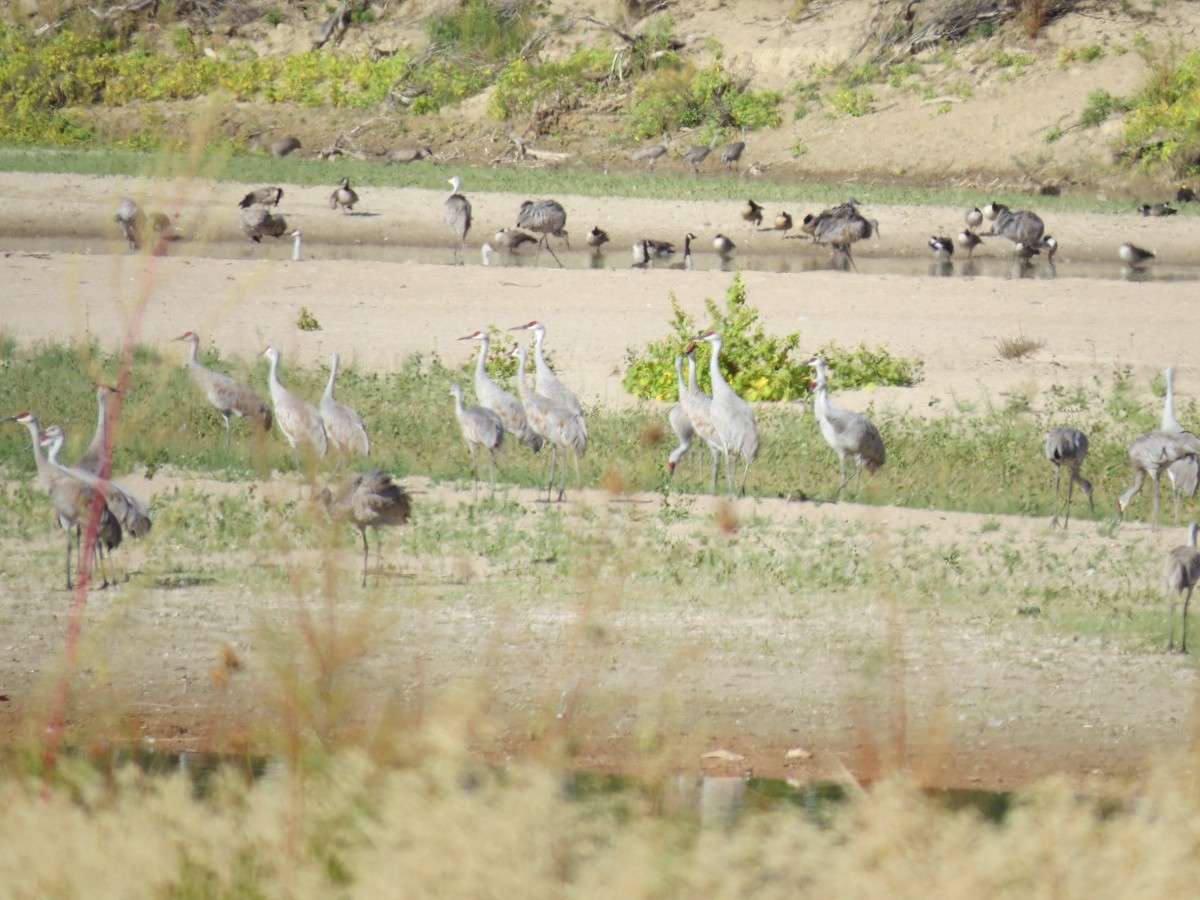 Sandhill Crane - ML120641231