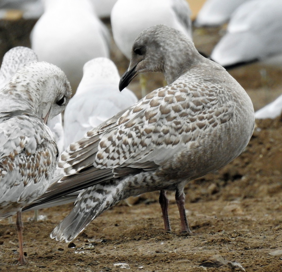 Iceland Gull (Thayer's) - Sharon Dewart-Hansen