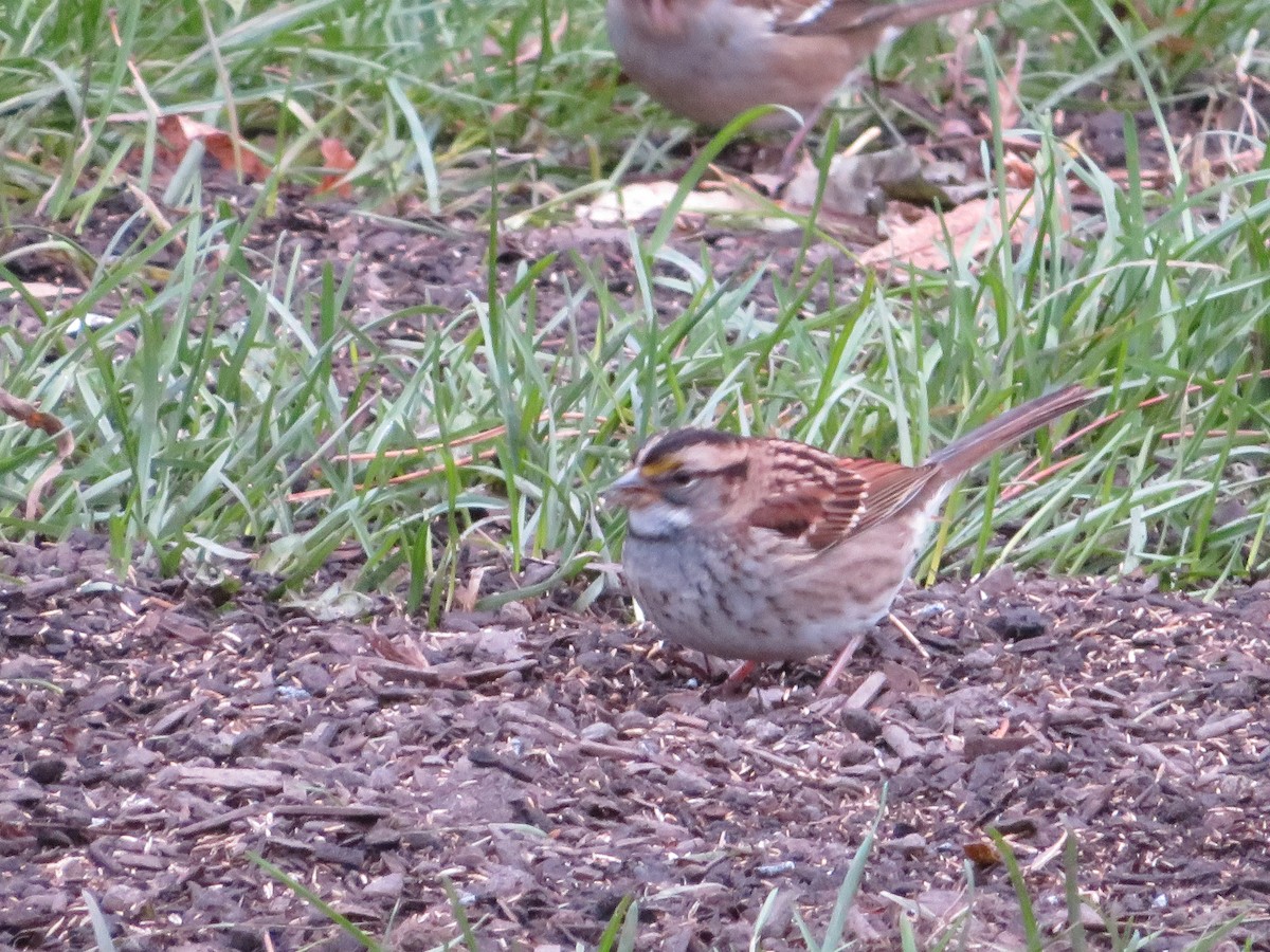 White-throated Sparrow - ML120642991