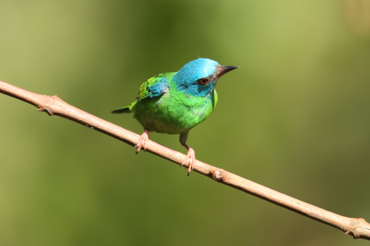 Dacnis bleu - ML120643241