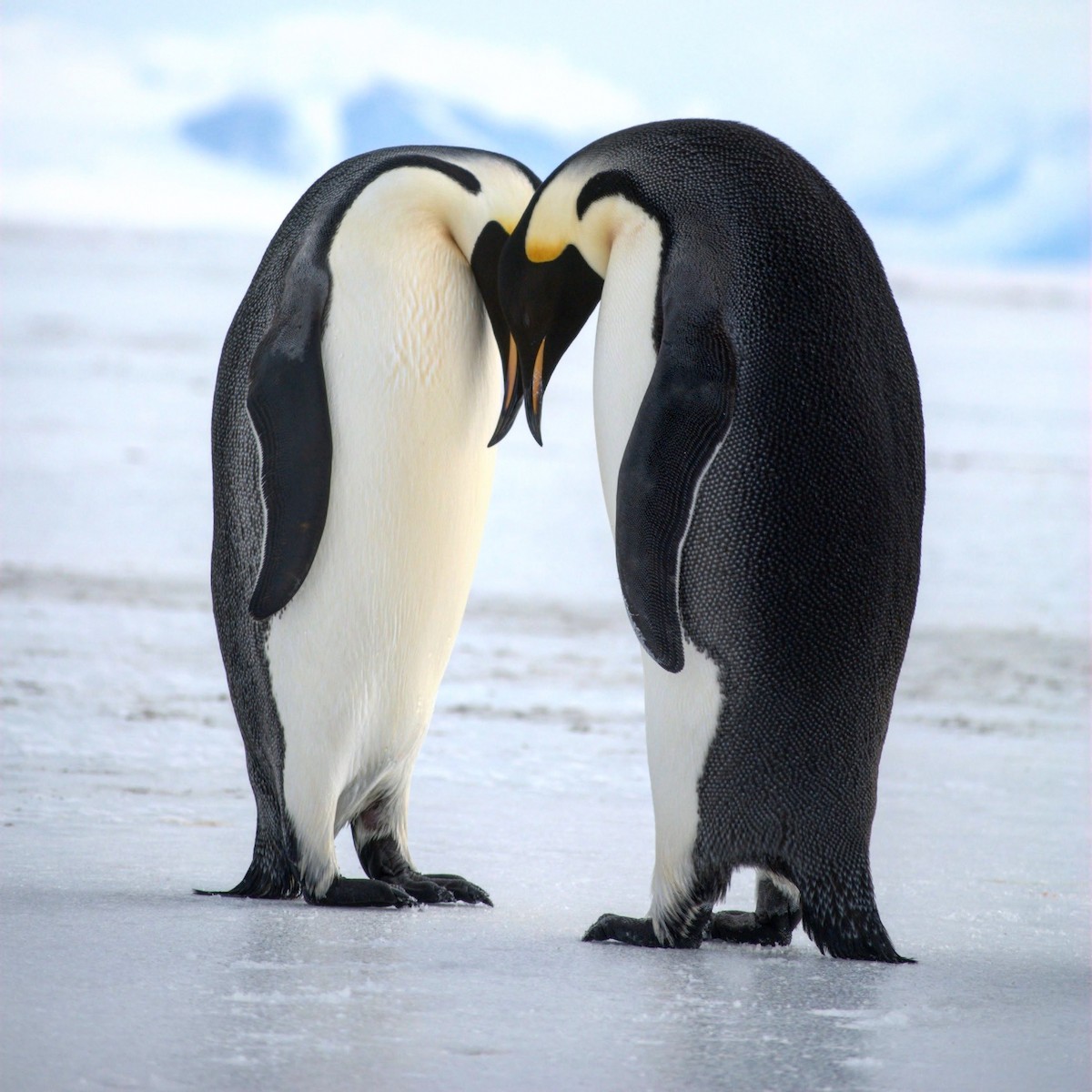 Emperor Penguin - ML120645481