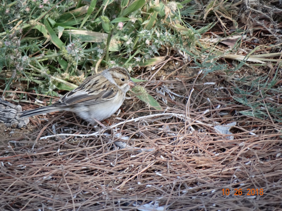 Clay-colored Sparrow - ML120646281