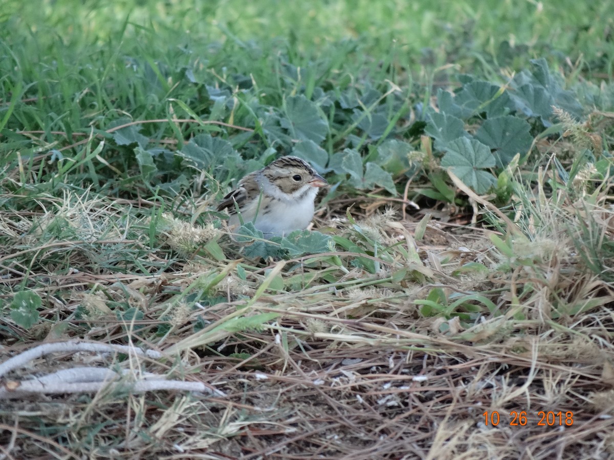 Clay-colored Sparrow - ML120646311