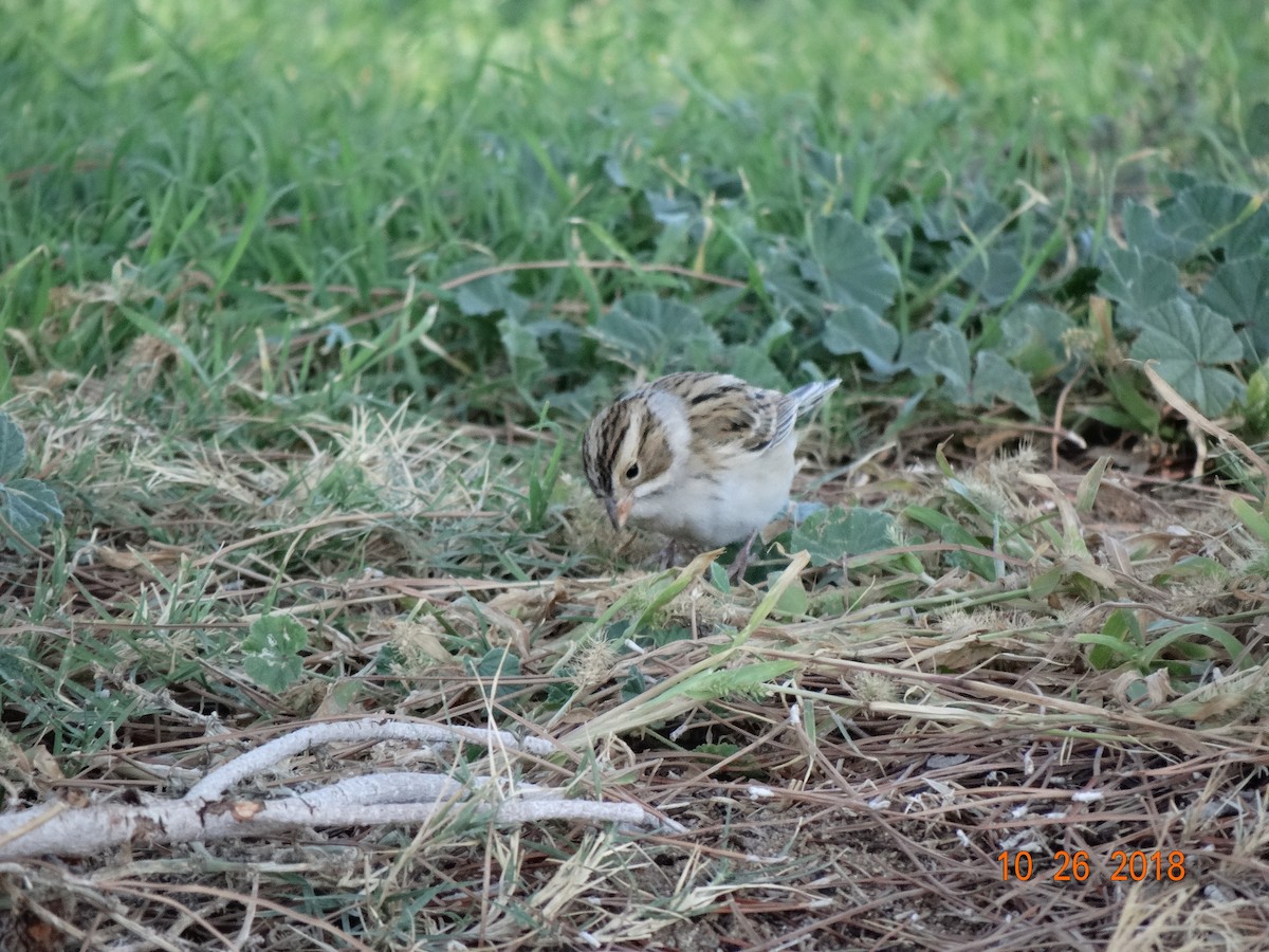 Clay-colored Sparrow - ML120646371