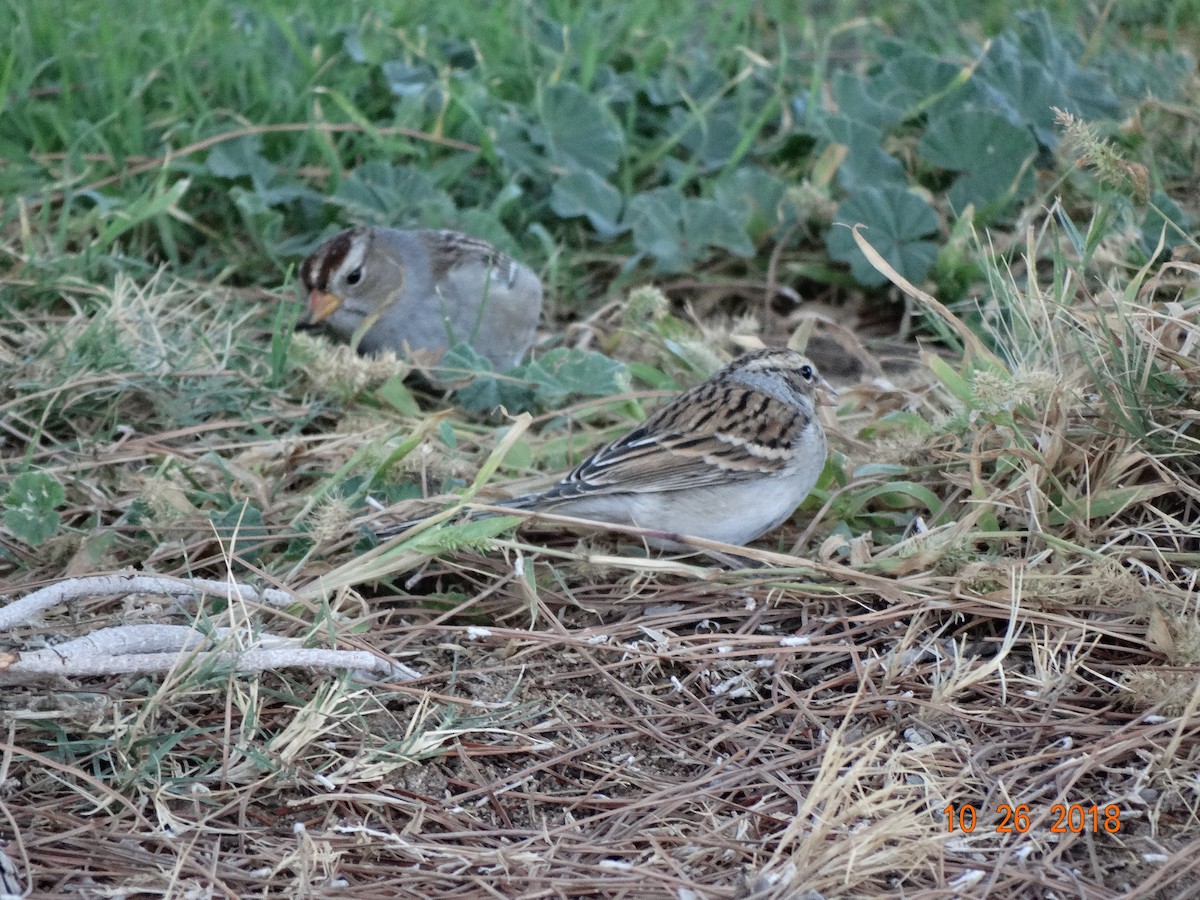 Chipping Sparrow - ML120647091