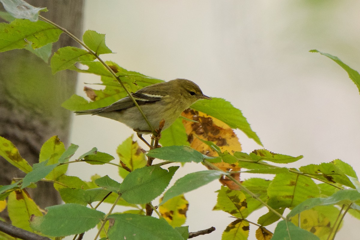 Blackpoll Warbler - ML120647521