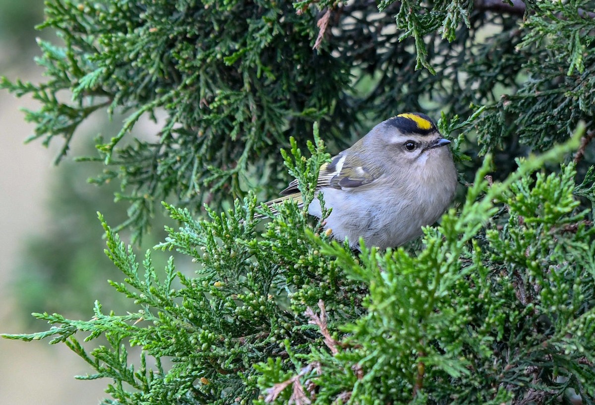 Golden-crowned Kinglet - ML120648151