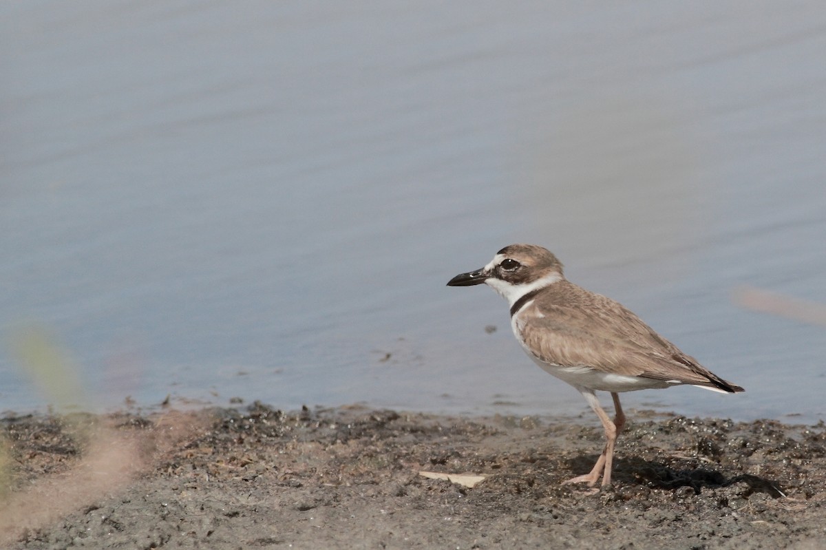 Wilson's Plover - ML120651161