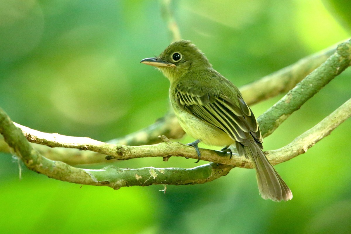 Western Olivaceous Flatbill - Aaron Maizlish