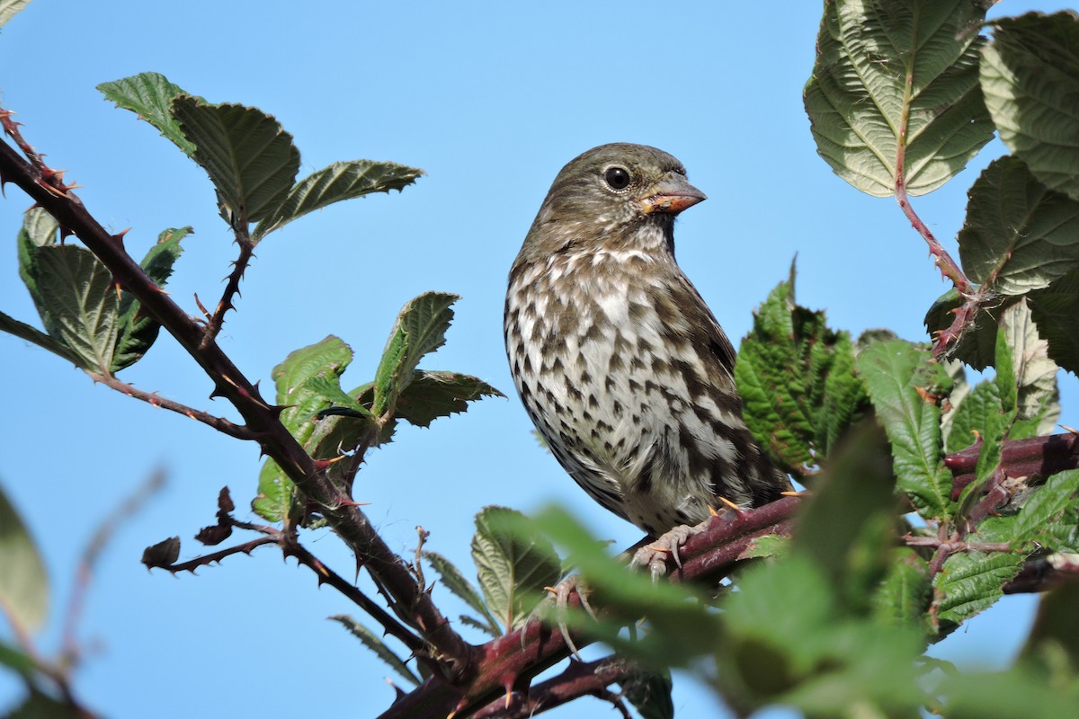 Fox Sparrow - Gail DeLalla