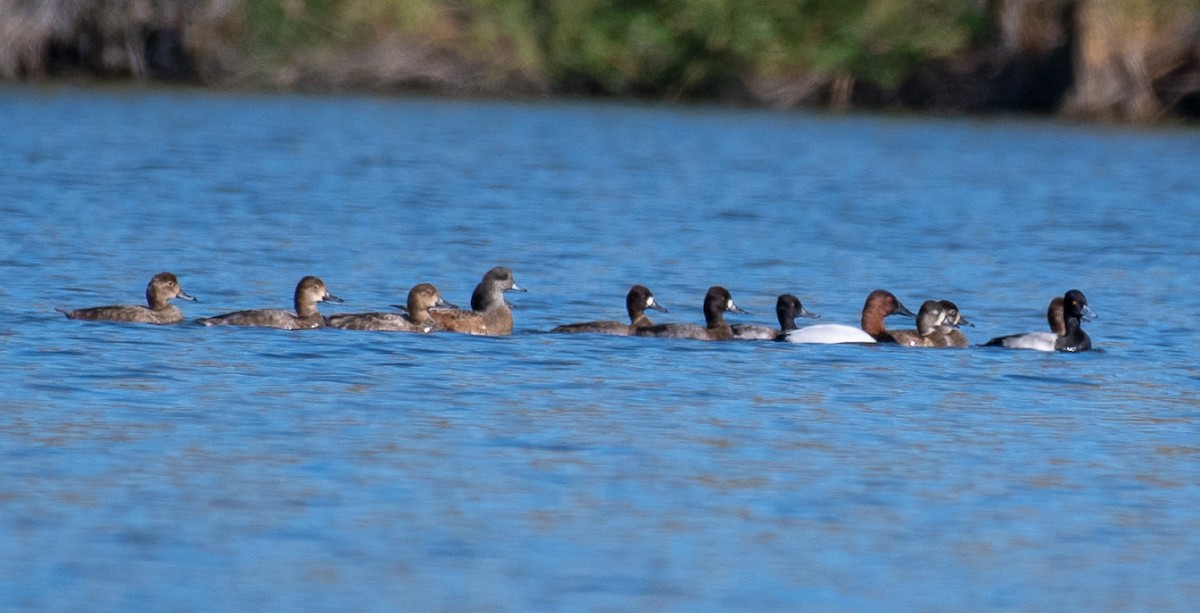 American Wigeon - ML120654651