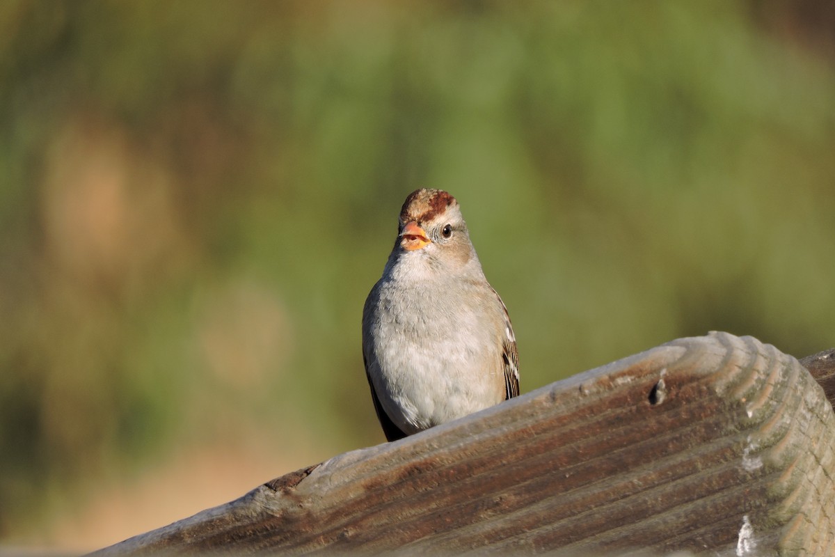 Bruant à couronne blanche - ML120654671