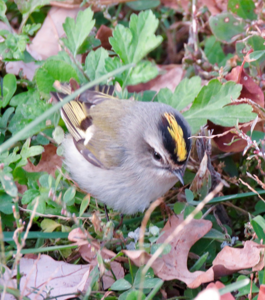 Golden-crowned Kinglet - fulvio montanari