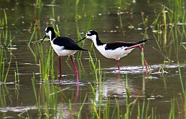 Black-necked Stilt - ML120660581