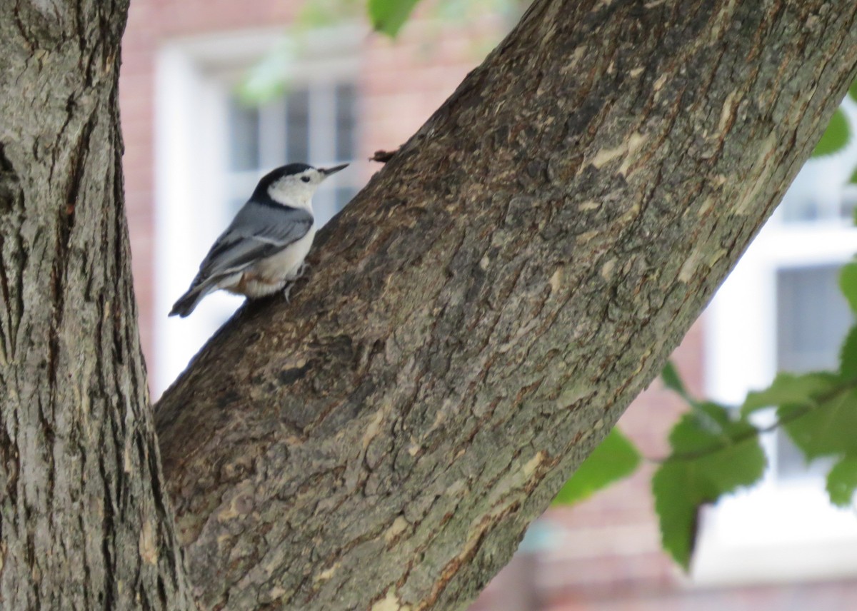 White-breasted Nuthatch - ML120660961