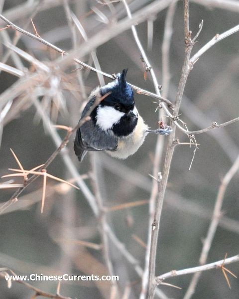 Coal Tit - ML120661241