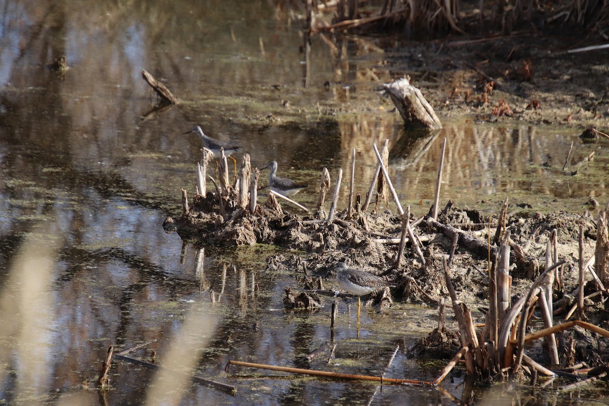 plystresnipe - ML120662151