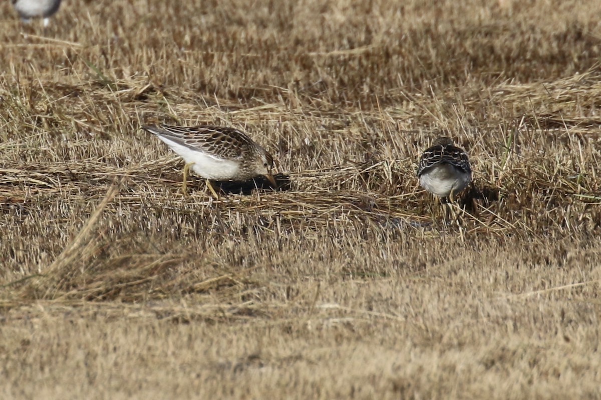 Graubrust-Strandläufer - ML120664111