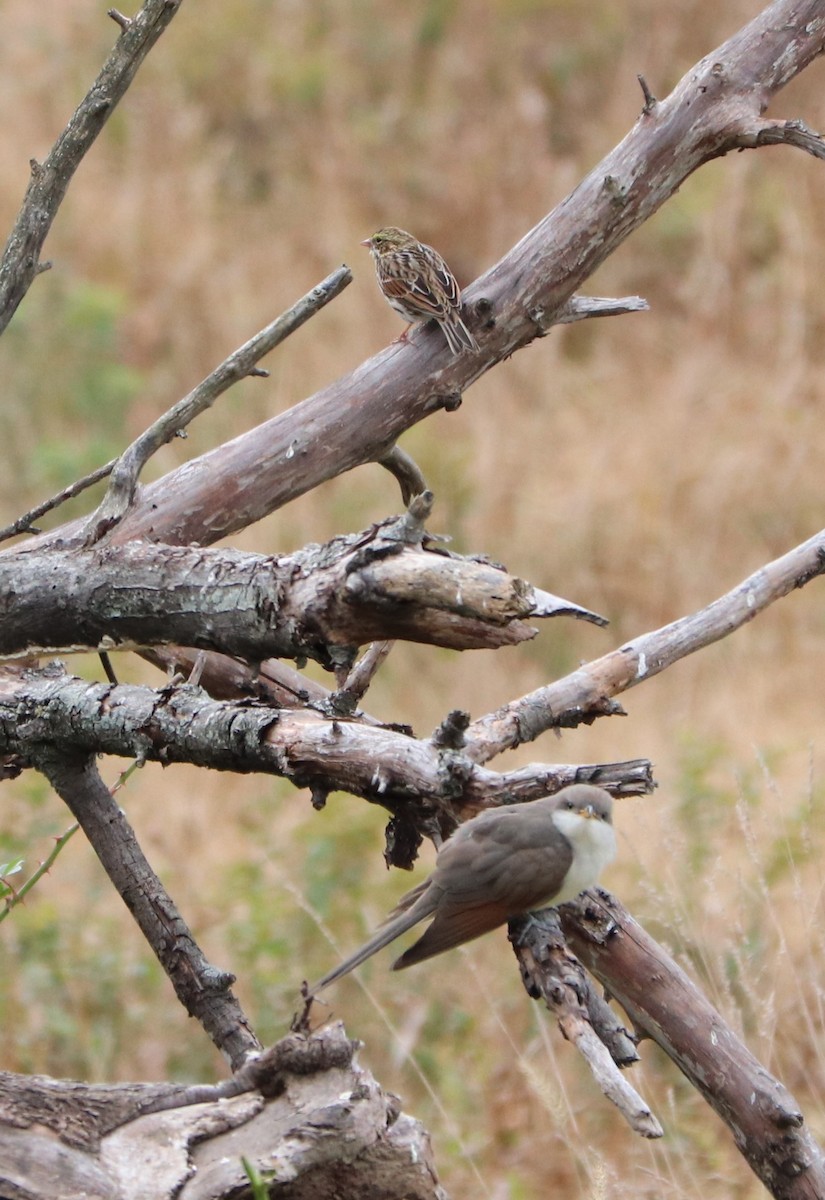 Yellow-billed Cuckoo - ML120664121