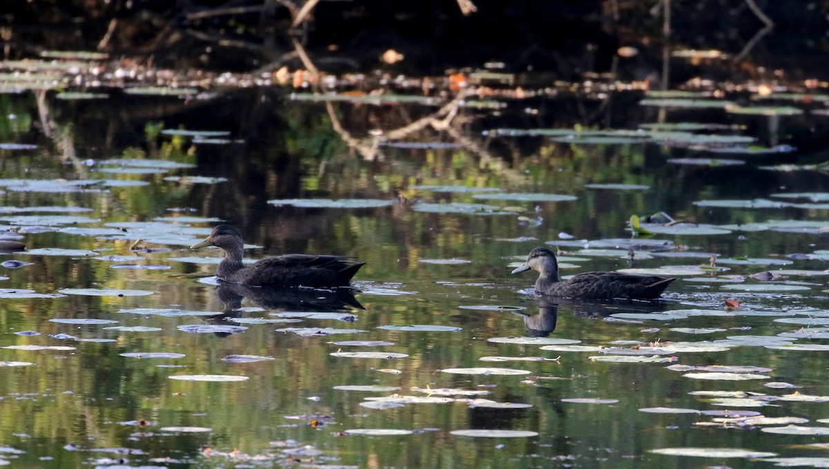 American Black Duck - ML120664281