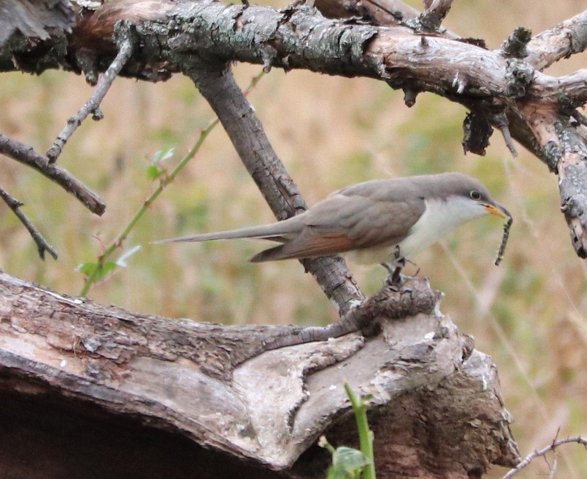 Yellow-billed Cuckoo - ML120664471