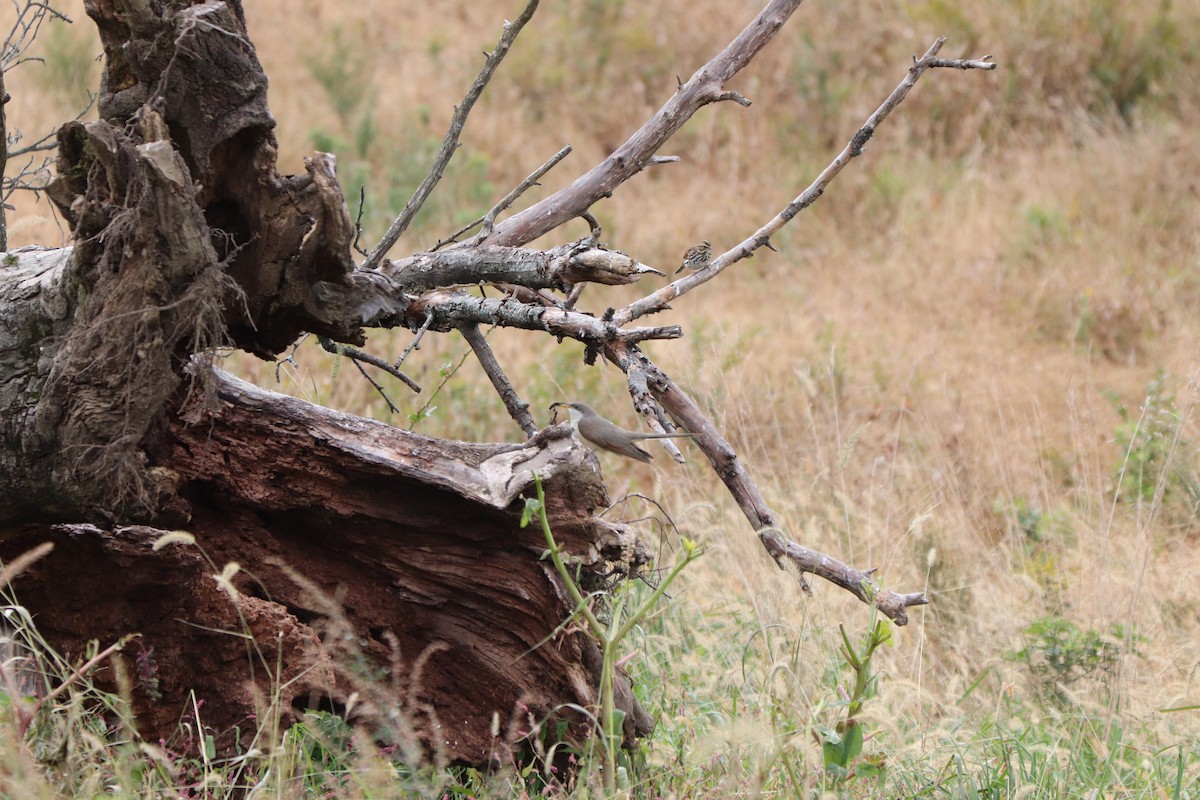 Yellow-billed Cuckoo - ML120664611