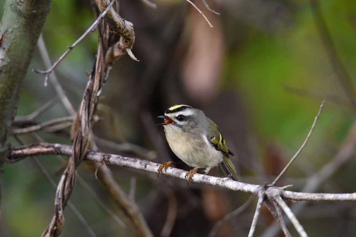 Golden-crowned Kinglet - ML120665991