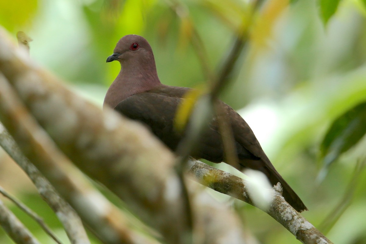 Pigeon à bec noir - ML120666631