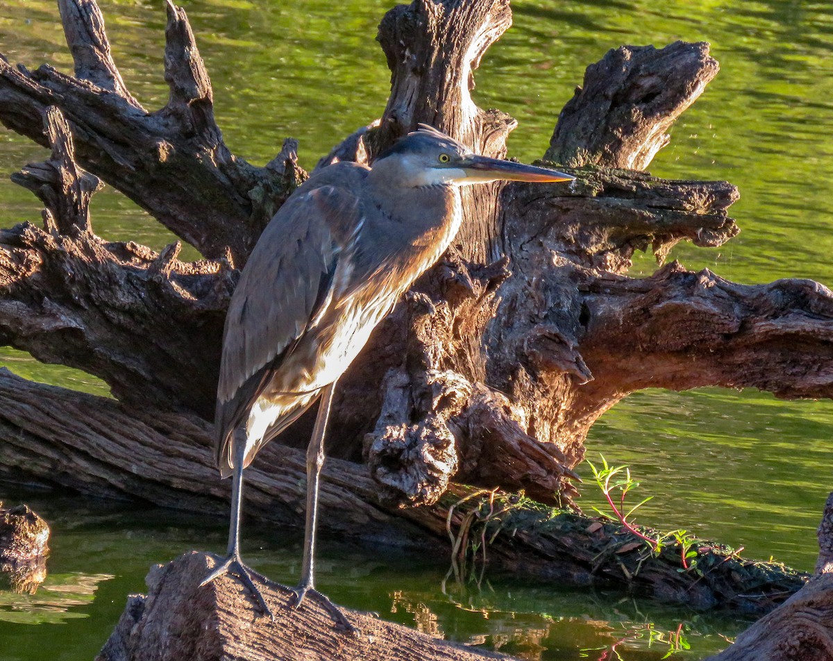 Great Blue Heron (Great Blue) - ML120667301