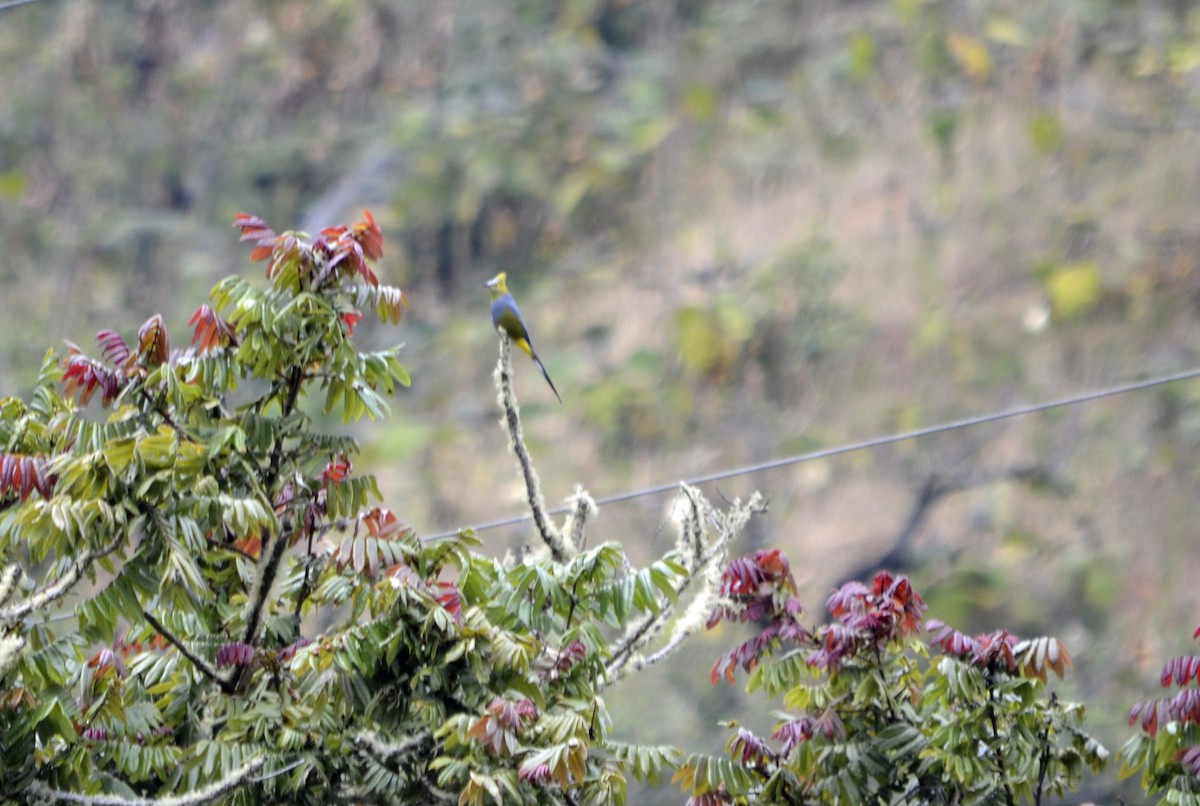 Long-tailed Silky-flycatcher - Judy Matsuoka