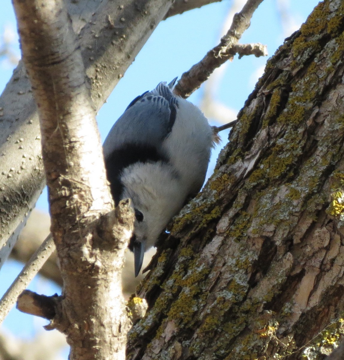 White-breasted Nuthatch - ML120668431