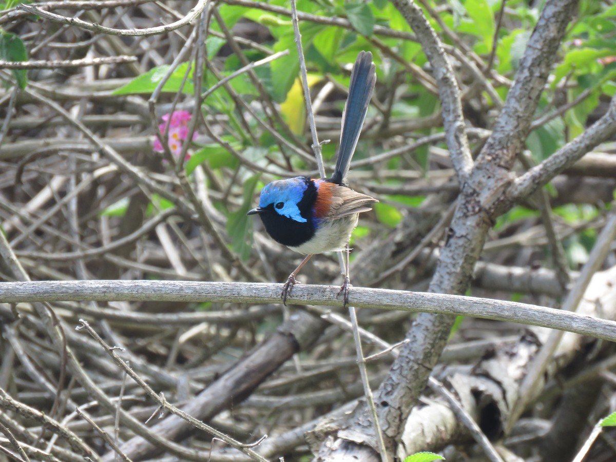 Variegated Fairywren - ML120670461