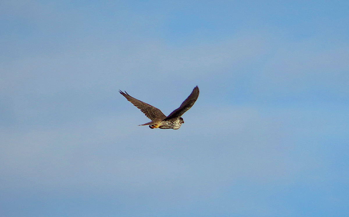 Prairie Falcon - ML120671441