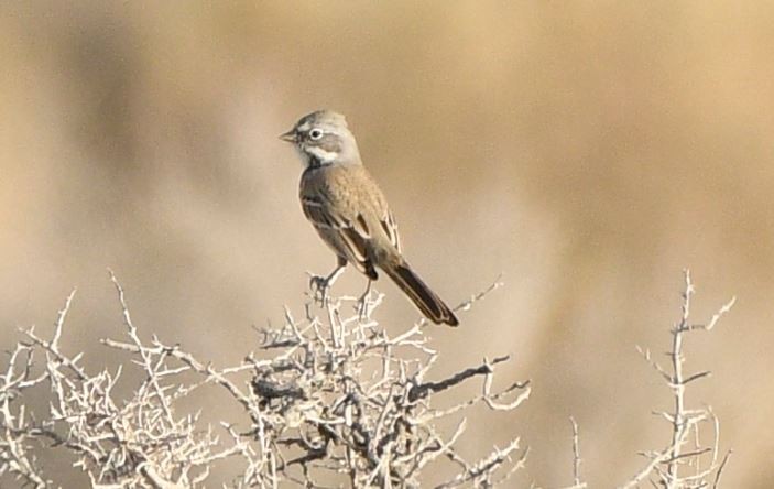 Bell's Sparrow - ML120671581