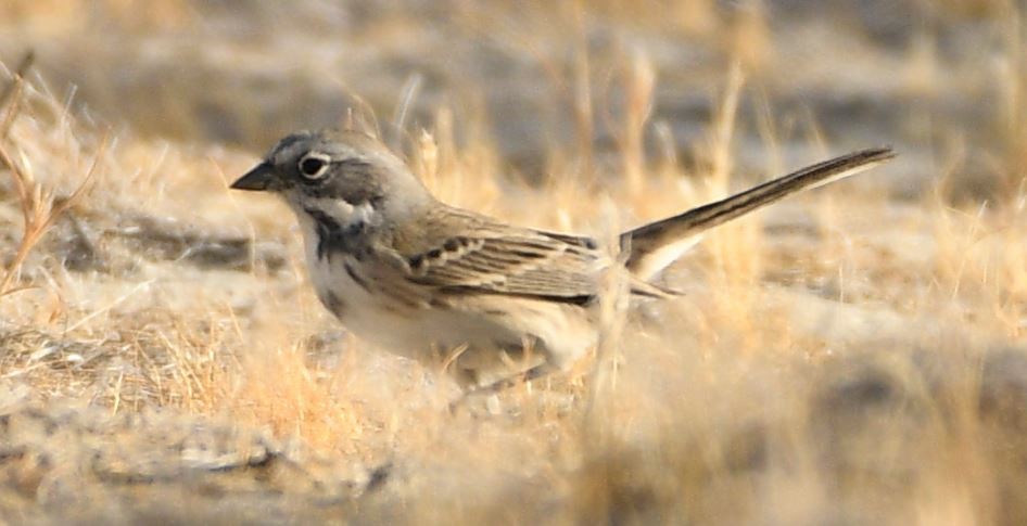 Bell's Sparrow - ML120671601