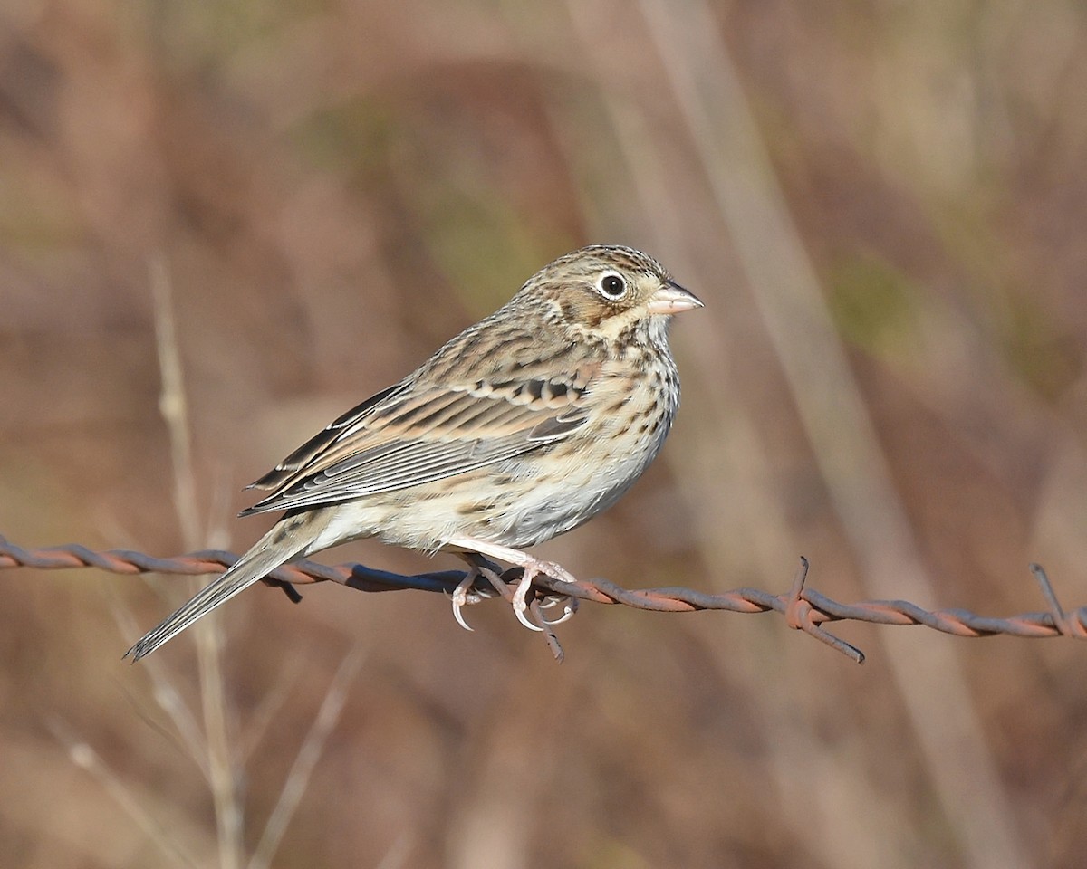 Vesper Sparrow - ML120673031