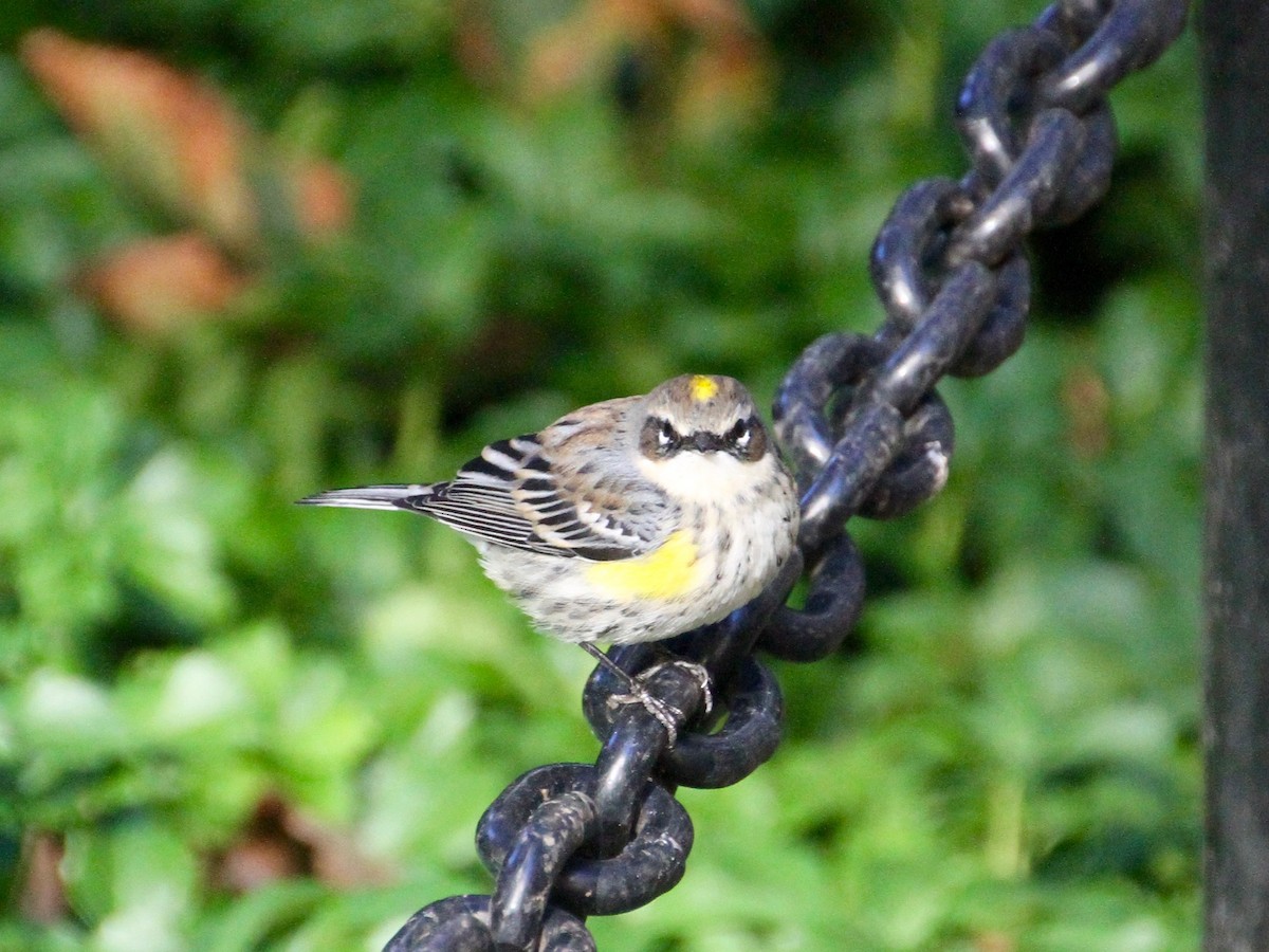 Yellow-rumped Warbler - ML120673781
