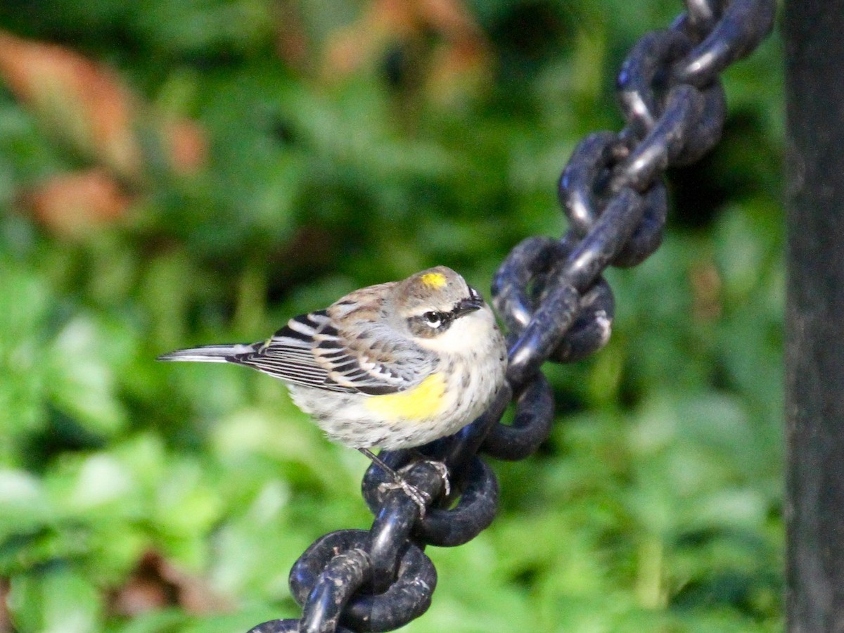 Yellow-rumped Warbler - ML120673791