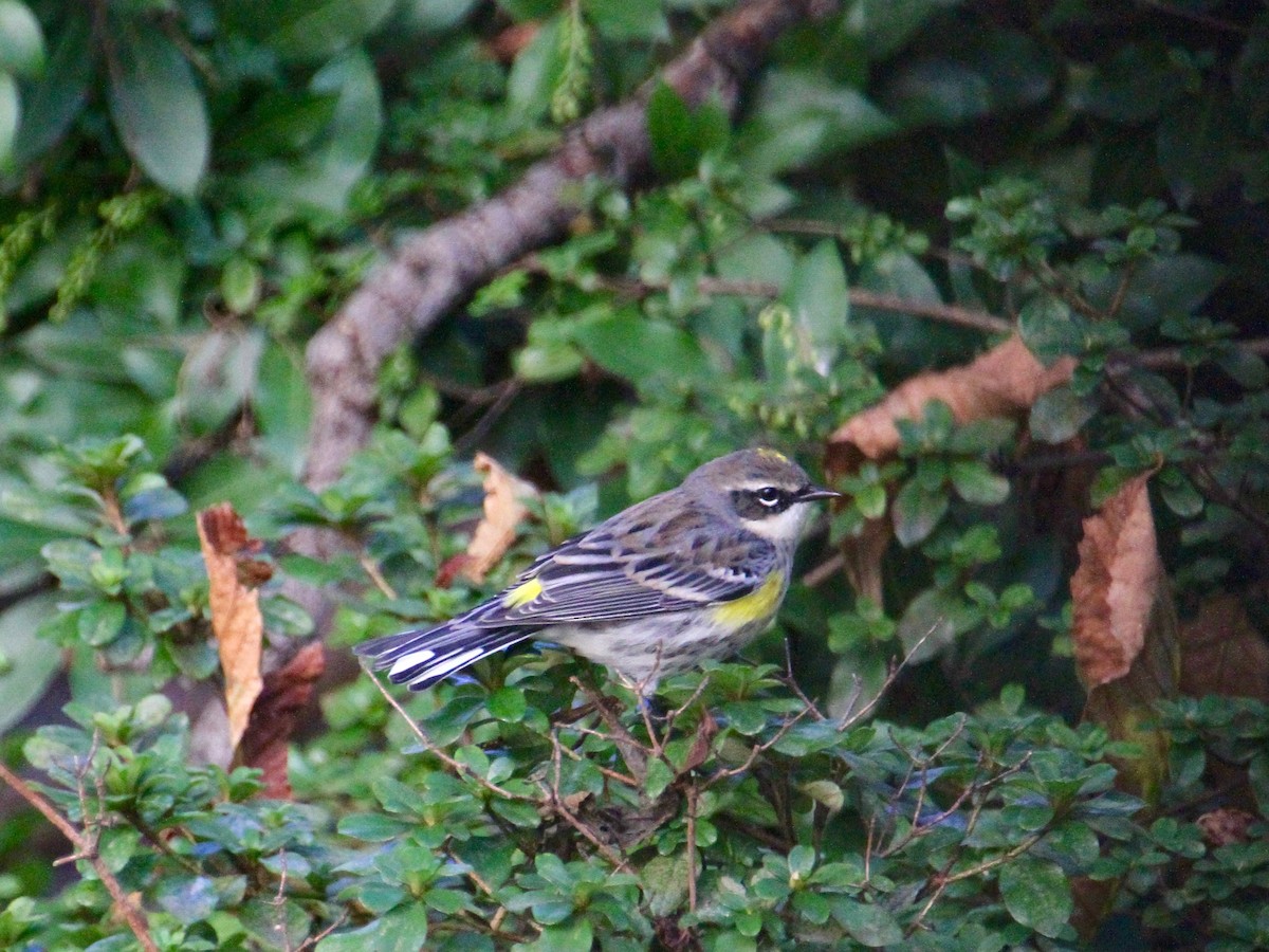 Yellow-rumped Warbler - ML120673801