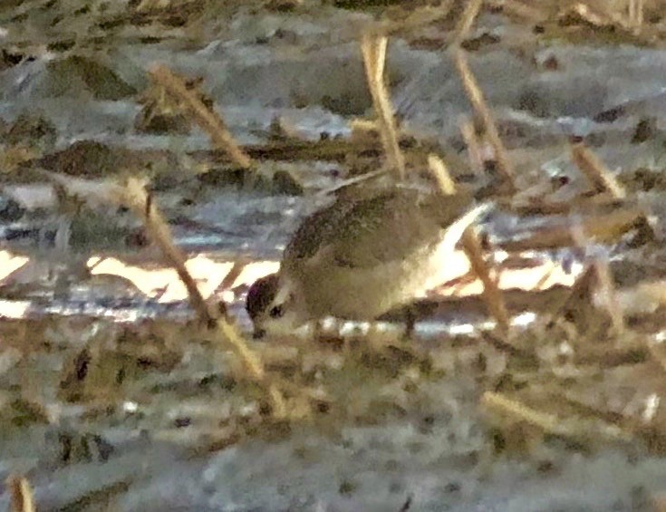 American Golden-Plover - ML120673811