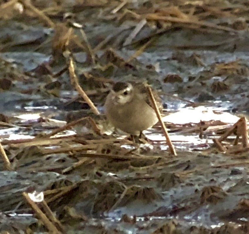 American Golden-Plover - ML120673821